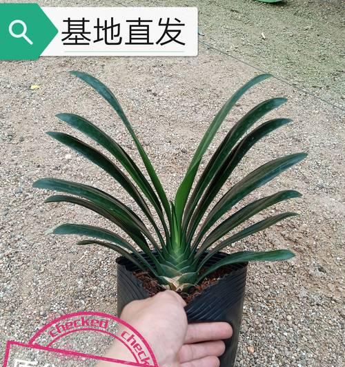 君子兰小芽插植技巧？怎样插植才能更美观？