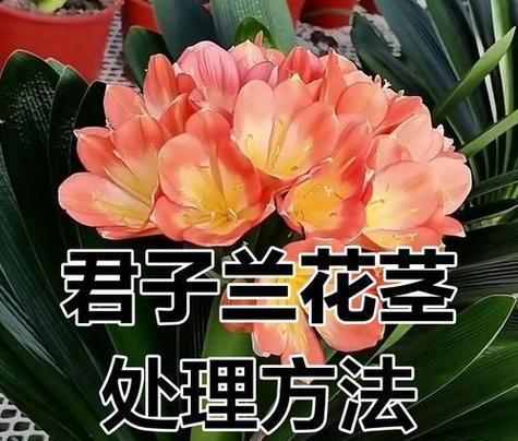 君子兰小芽插植技巧？怎样插植才能更美观？