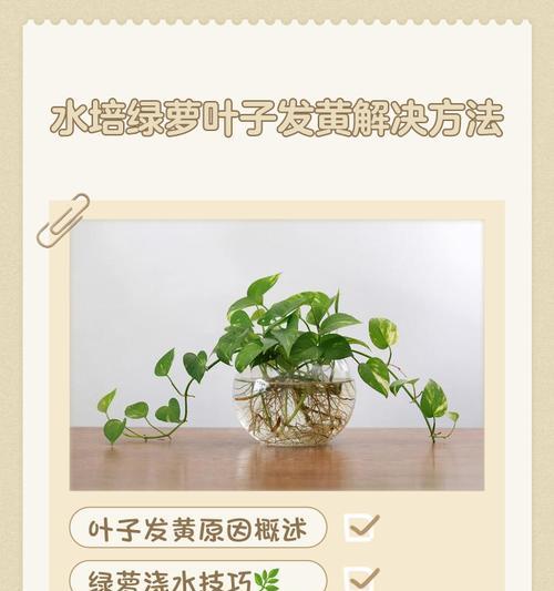 叶子发黄怎么办？有哪些有效的方法？