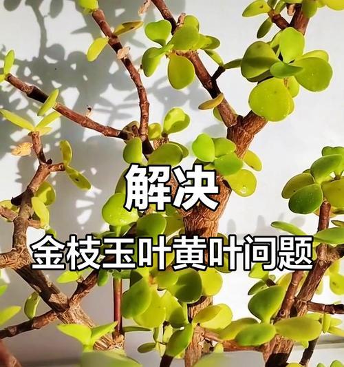 叶子发黄怎么办？有哪些有效的方法？