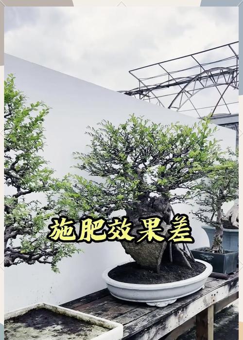 盆景如何培养才能达到最佳丰满度？