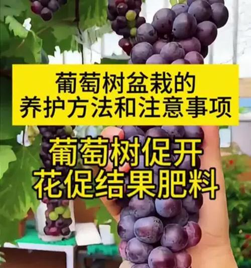 葡萄浇水的最佳时间和方法是什么？