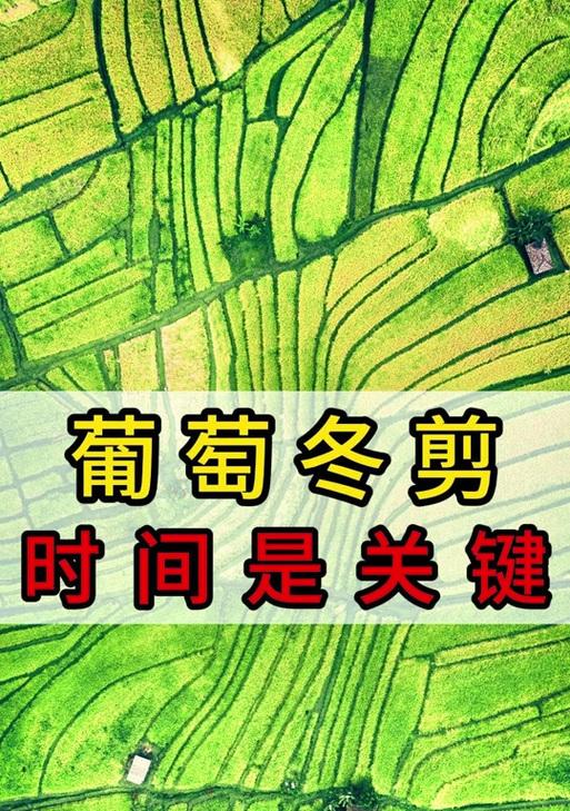 葡萄浇水的最佳时间和方法是什么？