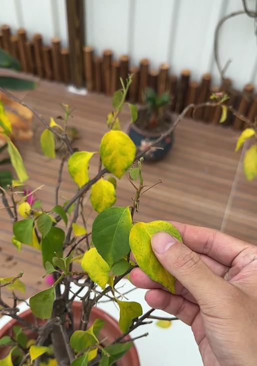 三角梅掉叶花的原因是什么？如何预防和处理？