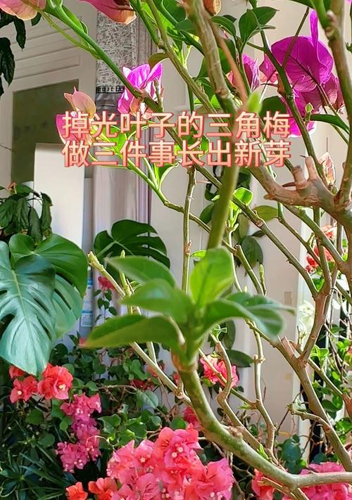 三角梅掉叶花的原因是什么？如何预防和处理？