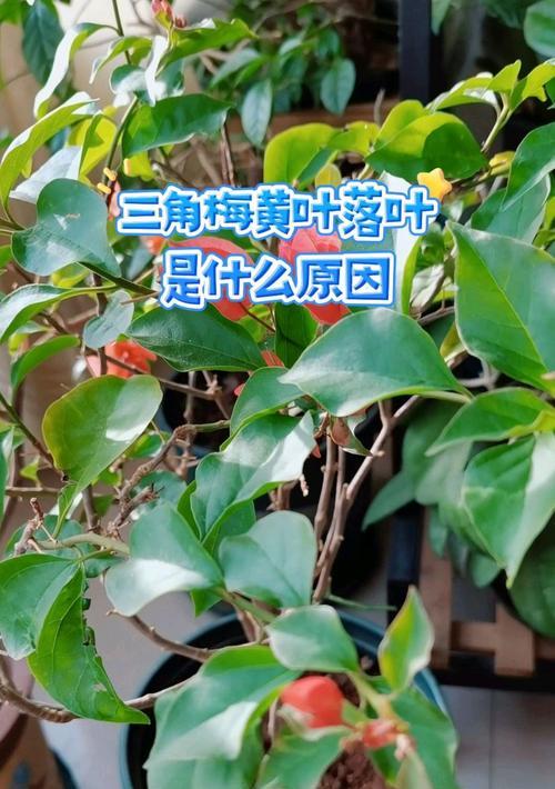 三角梅掉叶花的原因是什么？如何预防和处理？
