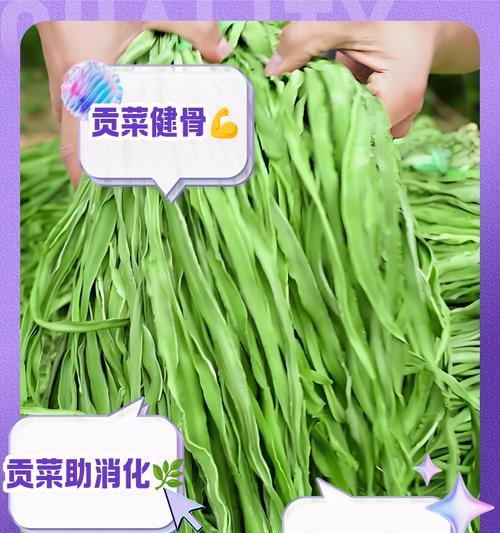 贡菜的最佳播种时间是什么时候？