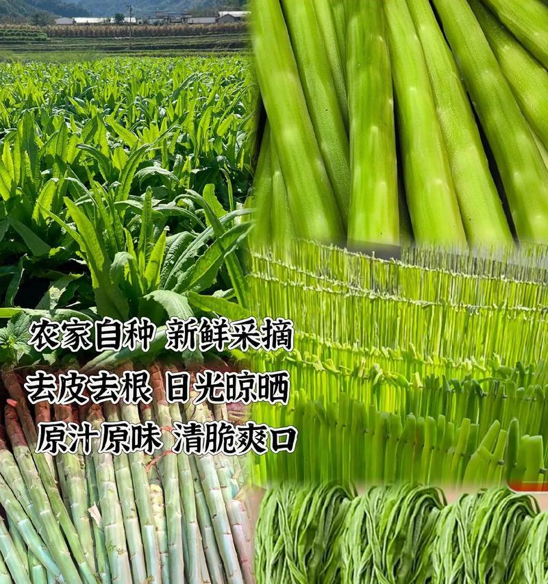 贡菜的最佳播种时间是什么时候？