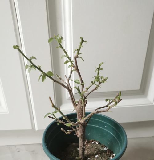 三角梅新叶片不绿怎么办？如何解决三角梅叶片发黄问题？