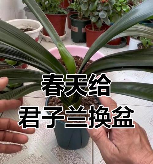君子兰大盆托盘使用方法是什么？