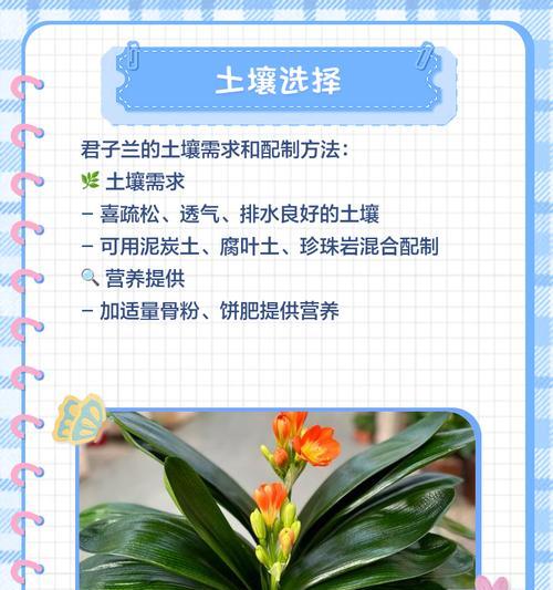 君子兰大盆托盘使用方法是什么？