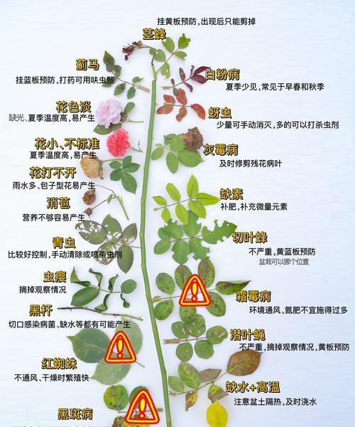 超微月季叶子发黄干枯怎么办？修剪方法是什么？