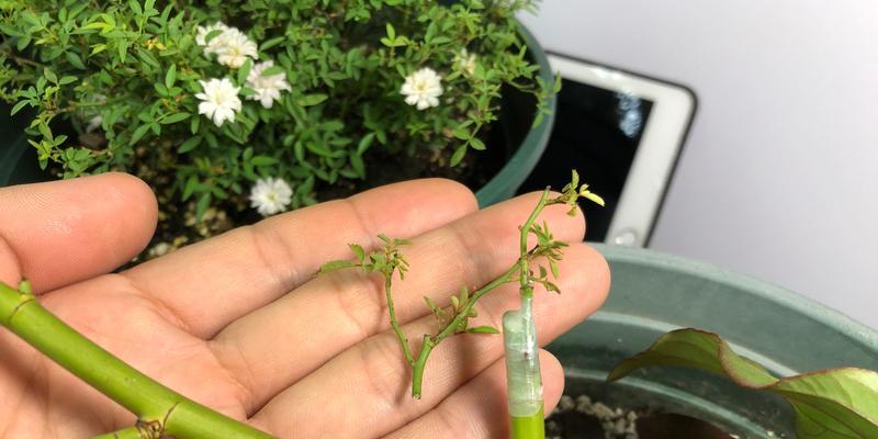超微月季叶子发黄干枯怎么办？修剪方法是什么？
