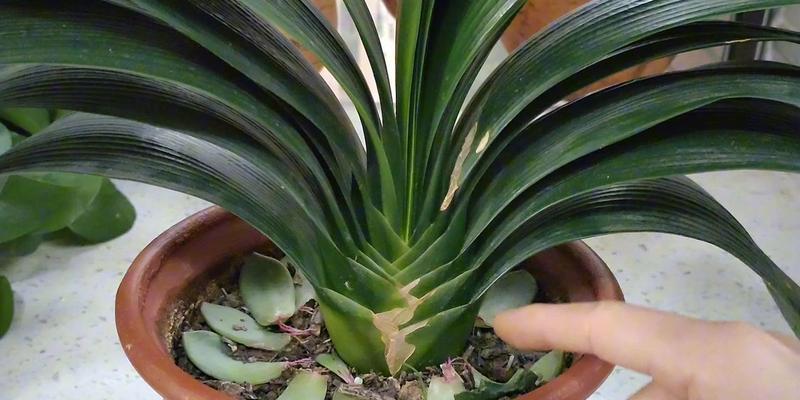 君子兰花芽怎么用黑料培养？