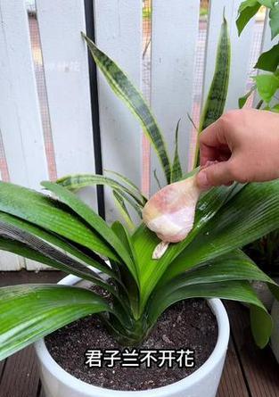 君子兰花芽怎么用黑料培养？
