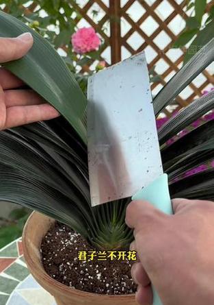 君子兰花芽怎么用黑料培养？