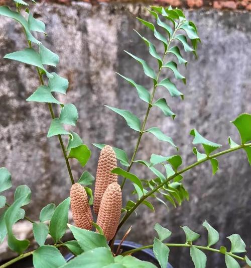 玉米是否为原生植物及其原因是什么？