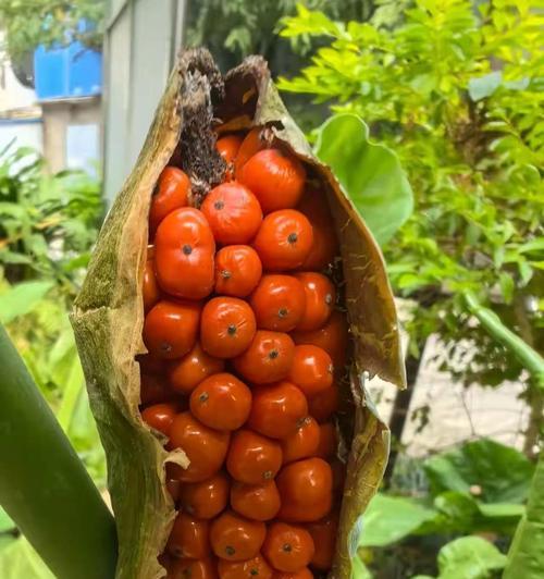玉米是否为原生植物及其原因是什么？
