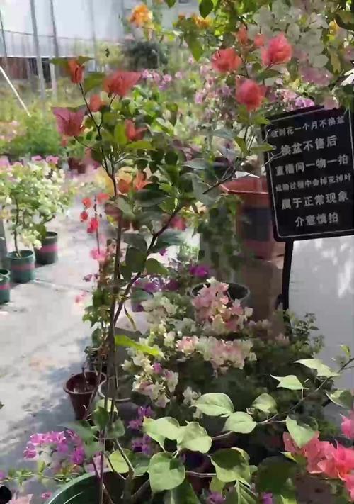 君子兰分叉无根移栽方法？