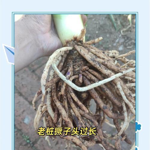 君子兰分叉无根移栽方法？