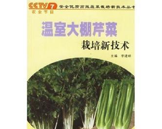 芹菜秧子栽培的关键技术是什么？