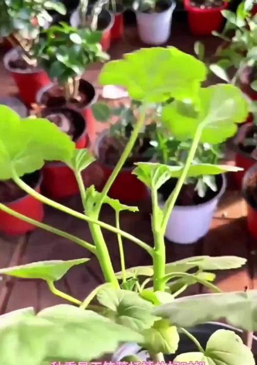 浅盆种植天竺葵的方法是什么？