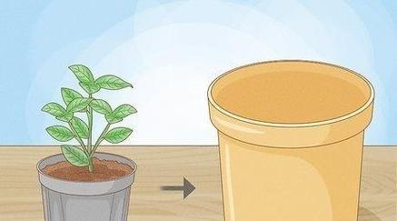 浅盆种植天竺葵的方法是什么？