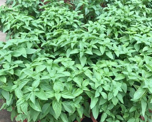阳台适合种植哪些香草植物？