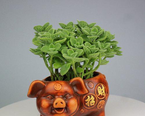 阳台适合种植哪些香草植物？