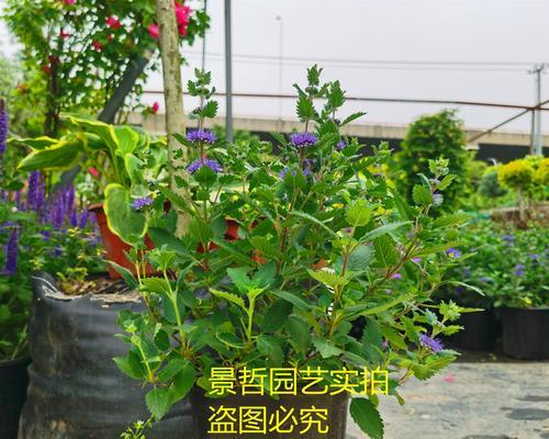阳台适合种植哪些香草植物？