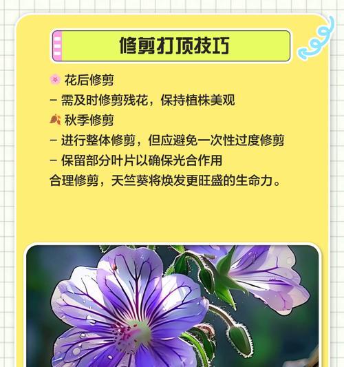 小天使天竺葵怎么样？小天使天竺葵的养护技巧和特点是什么？