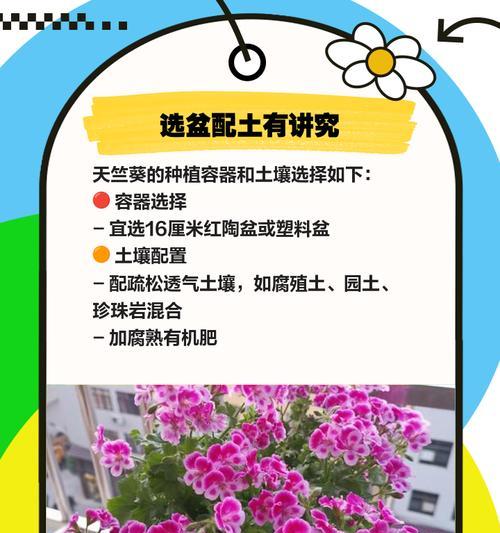 小天使天竺葵怎么样？小天使天竺葵的养护技巧和特点是什么？