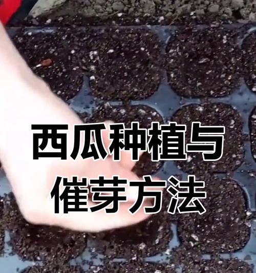 丁毒豆什么时候播种好？如何选择最佳的播种时间？
