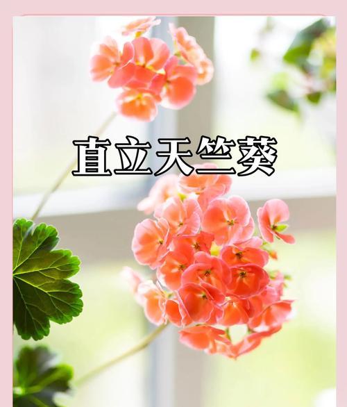 童话故事天竺葵如何养得更壮？