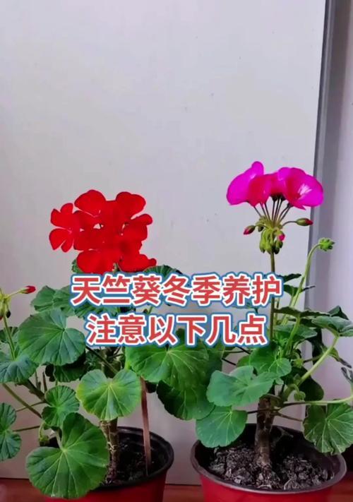 童话故事天竺葵如何养得更壮？