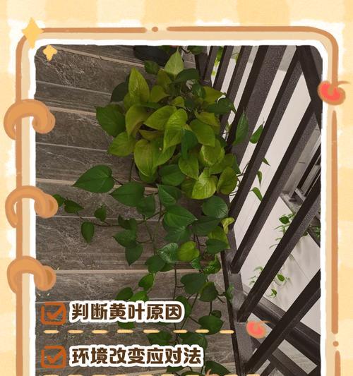 叶子发黄的克星是什么？如何解决叶子发黄问题？