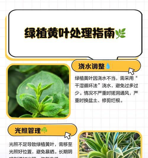 叶子发黄的克星是什么？如何解决叶子发黄问题？