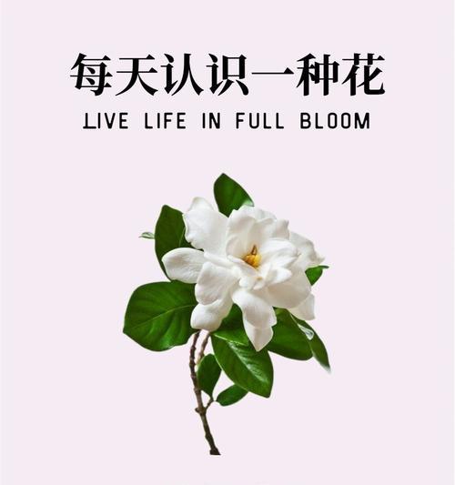 养花枝知识技巧有哪些呢？如何成为养花高手？