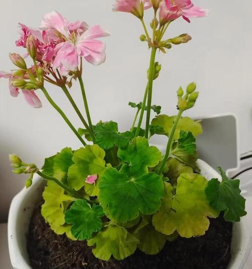 天竺葵鸡血石盆栽的养护技巧是什么？
