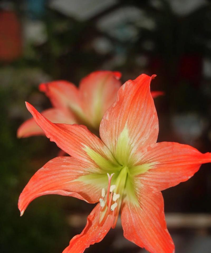 紫金朱顶红开花颜色是什么？