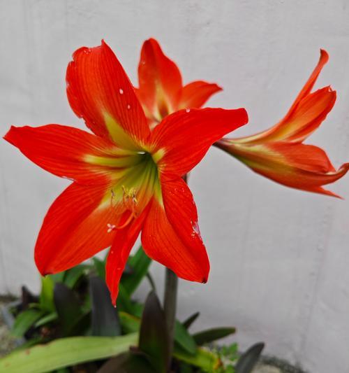 紫金朱顶红开花颜色是什么？