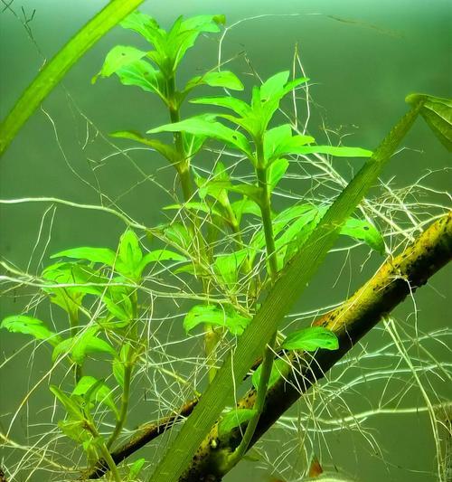 目前适合种植的水生植物有哪些？