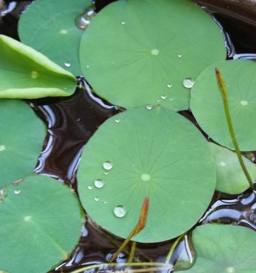 目前适合种植的水生植物有哪些？