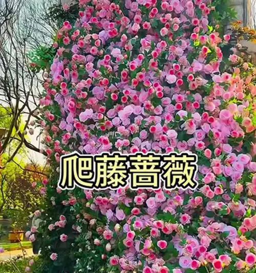南方阳台适合种植哪些爬藤花卉？
