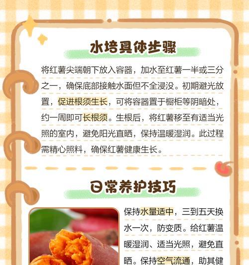 红薯藤水培盆景的养护技巧有哪些？