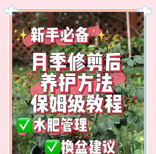 美心月季的正确养护方法是什么？