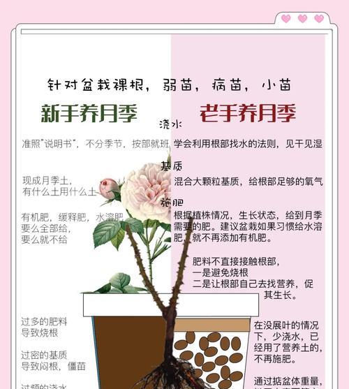 美心月季的正确养护方法是什么？