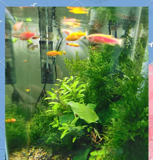 刚到家的水生植物应该如何养护？