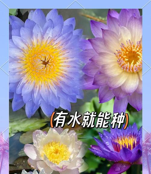 刚到家的水生植物应该如何养护？