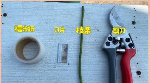 杆嫁接月季花的方法是什么？步骤详解？